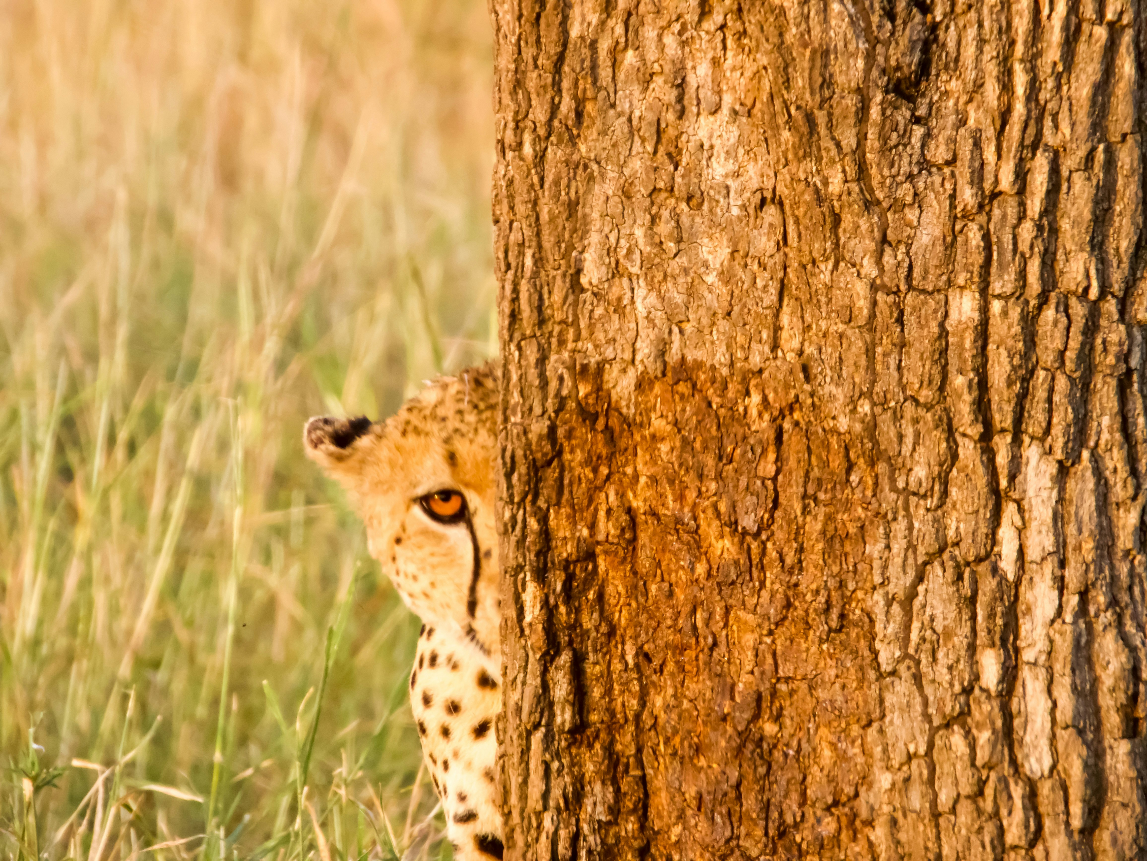 3-Day Budget Serengeti Camping