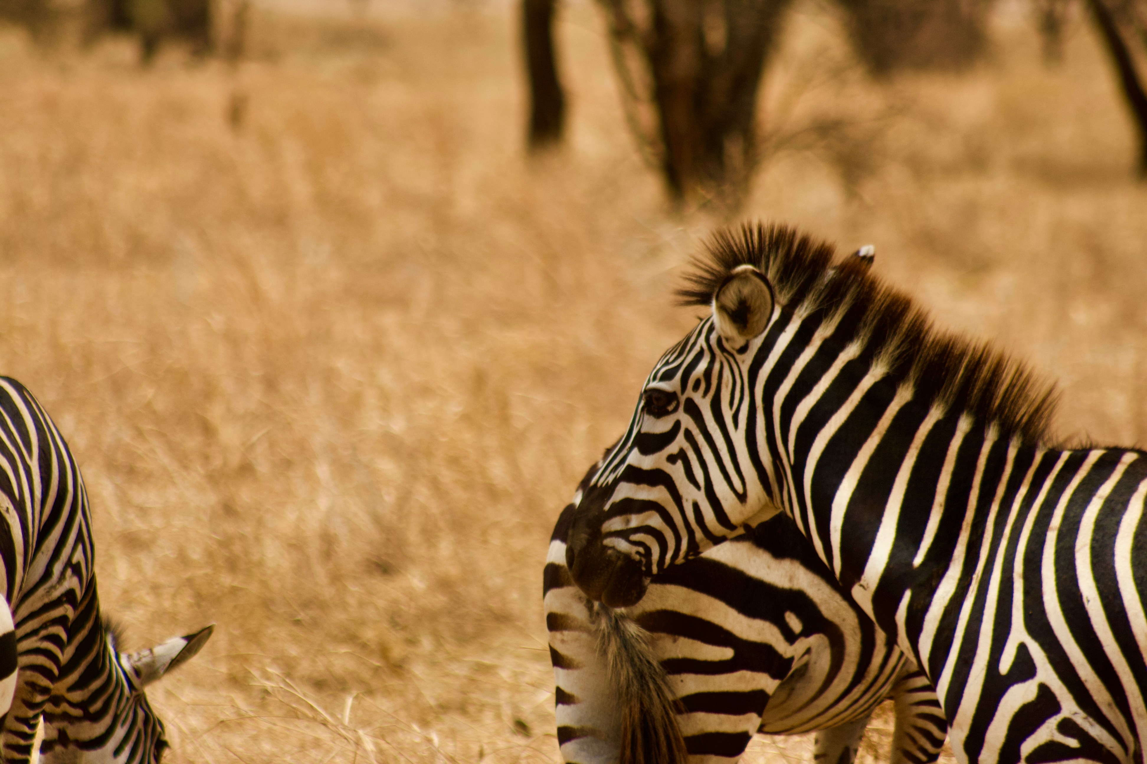 The Great Migration: A Complete Guide